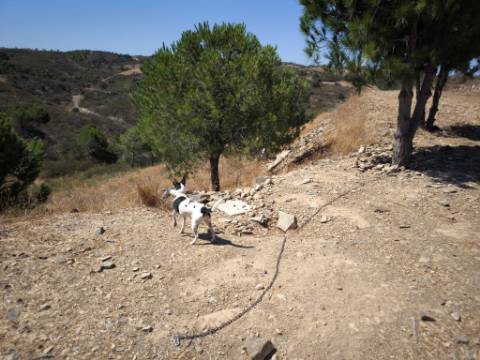 TERRENO RUSTICO COM ÁGUA - ESTRUTURA AMOVÍVEL - CORTE DO GAGO - CASTRO MARIM - ALGARVE