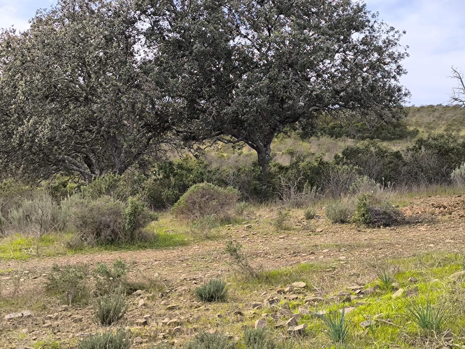 TERRENO COM 55.480 M² - COM POSSIBILIDADE DE CONSTRUÇÃO - HABITAÇÃO - TURISMO RURAL - ODELEITE - CASTRO MARIM - ALGARVE