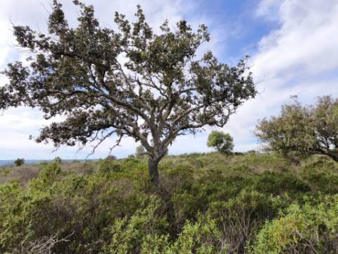 TERRENO COM 55.480 M² - COM POSSIBILIDADE DE CONSTRUÇÃO - HABITAÇÃO - TURISMO RURAL - ODELEITE - CASTRO MARIM - ALGARVE