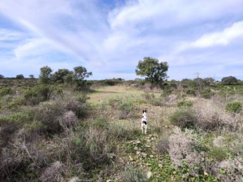 TERRENO COM 55.480 M² - COM POSSIBILIDADE DE CONSTRUÇÃO - HABITAÇÃO - TURISMO RURAL - ODELEITE - CASTRO MARIM - ALGARVE
