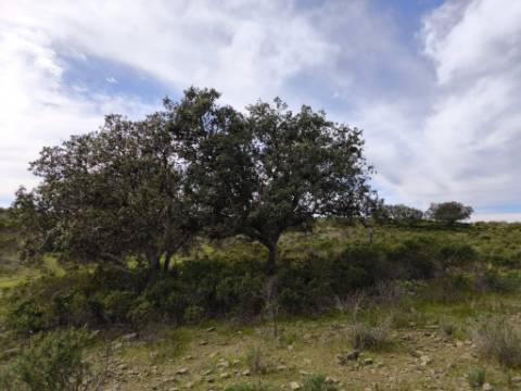 TERRENO COM 55.480 M² - COM POSSIBILIDADE DE CONSTRUÇÃO - HABITAÇÃO - TURISMO RURAL - ODELEITE - CASTRO MARIM - ALGARVE