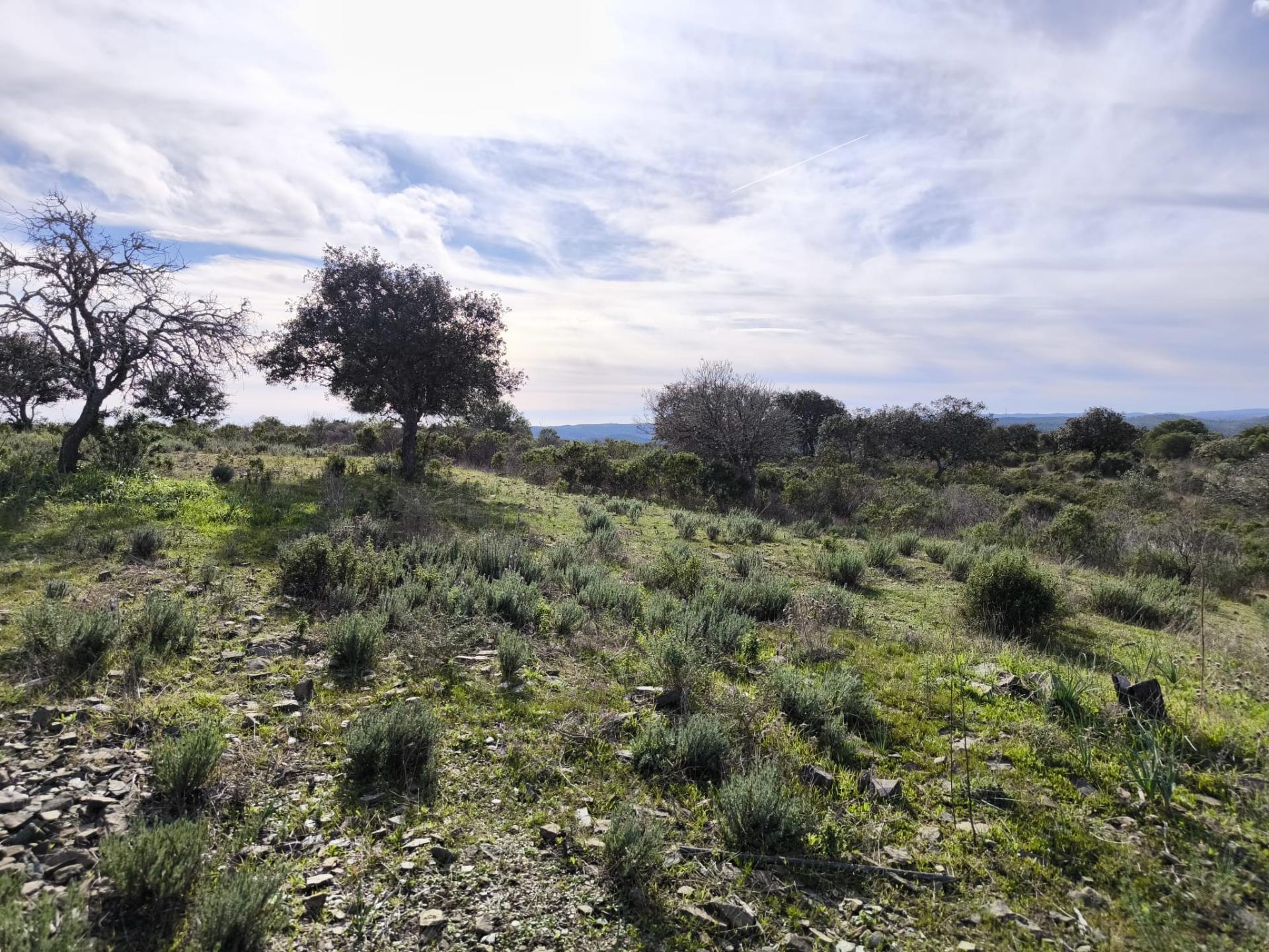 TERRENO RÚSTICO COM 8.880 M² - PLANO - PRÓXIMO À ELETRICIDADE - ODELEITE - CASTRO MARIM - ALGARVE