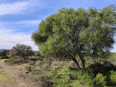 TERRENO RÚSTICO COM 8.880 M² - PLANO - PRÓXIMO À ELETRICIDADE - ODELEITE - CASTRO MARIM - ALGARVE