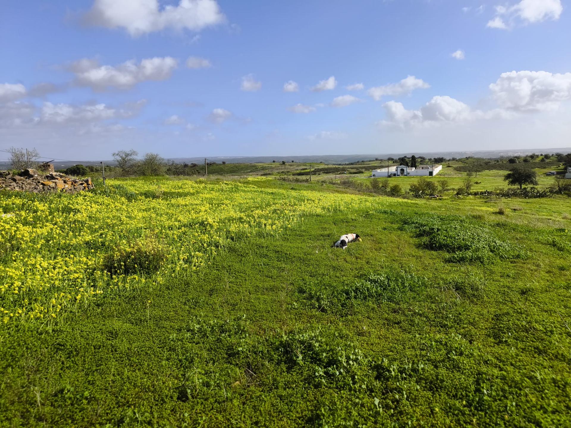 TERRENO COM 4.720 M² - NO CENTRO DO AZINHAL - COM POSSIBILIDADE DE CONSTRUIR DUAS MORADIAS PARA HABITAÇÃO E OU TURISMO - AZINHAL - CASTRO MARIM - ALGARVE