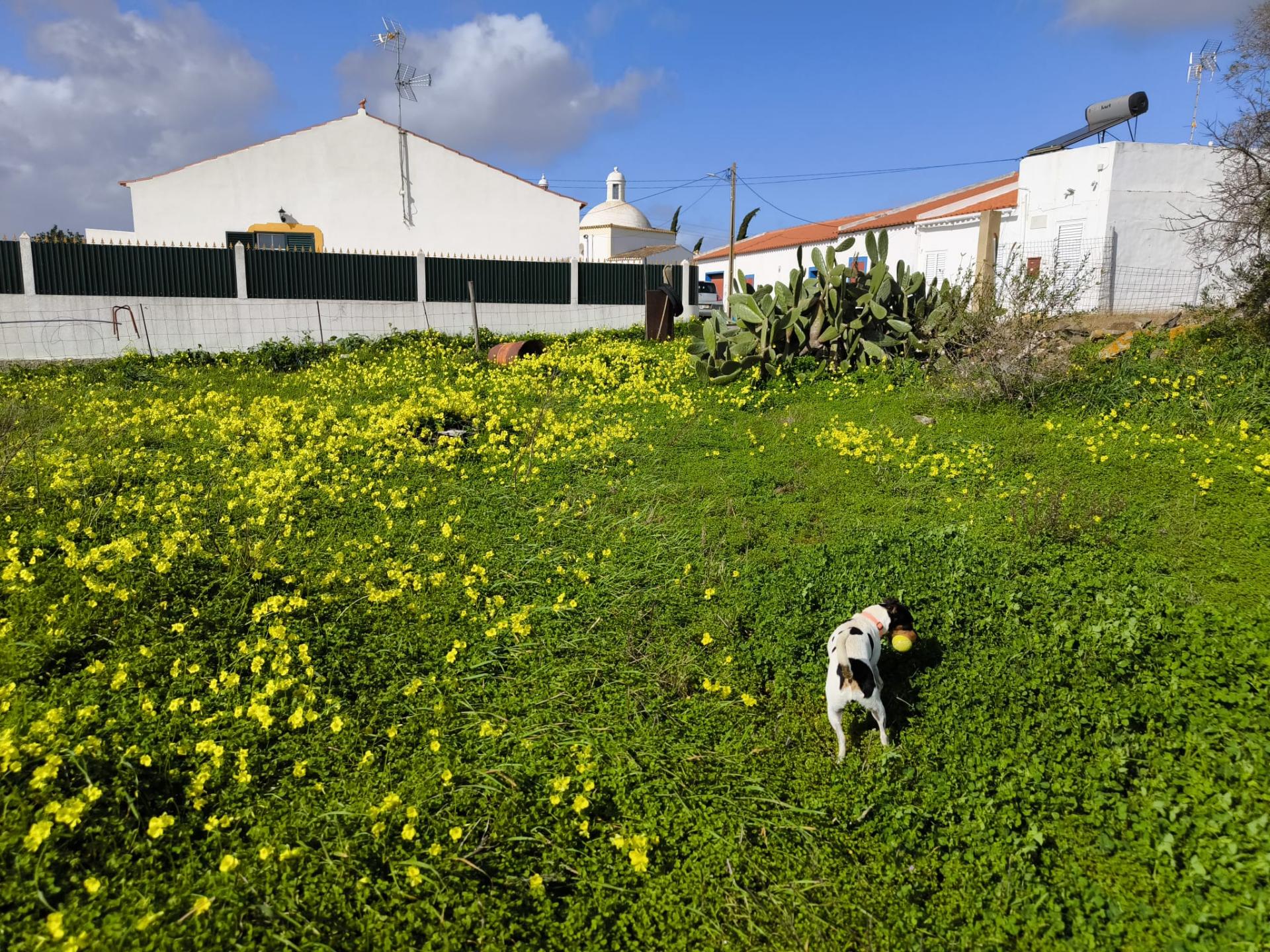 TERRENO COM 4.720 M² - NO CENTRO DO AZINHAL - COM POSSIBILIDADE DE CONSTRUIR DUAS MORADIAS PARA HABITAÇÃO E OU TURISMO - AZINHAL - CASTRO MARIM - ALGARVE