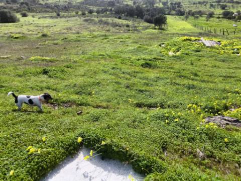 TERRENO COM 4.720 M² - NO CENTRO DO AZINHAL - COM POSSIBILIDADE DE CONSTRUIR DUAS MORADIAS PARA HABITAÇÃO E OU TURISMO - AZINHAL - CASTRO MARIM - ALGARVE