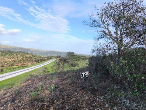 TERRENO RÚSTICO COM 10.160 M² - ACESSO POR ASFALTO - PRÓXIMO A ALDEIA DA CORTE DO GAGO EM AZINHAL - CASTRO MARIM - ALGARVE