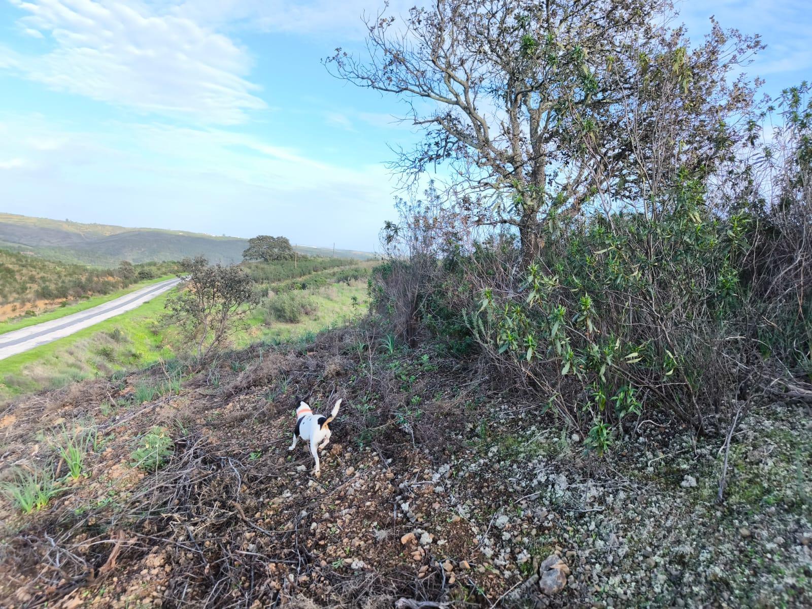 TERRENO RÚSTICO COM 10.160 M² - ACESSO POR ASFALTO - PRÓXIMO A ALDEIA DA CORTE DO GAGO EM AZINHAL - CASTRO MARIM - ALGARVE