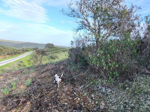 TERRENO RÚSTICO COM 10.160 M² - ACESSO POR ASFALTO - PRÓXIMO A ALDEIA DA CORTE DO GAGO EM AZINHAL - CASTRO MARIM - ALGARVE