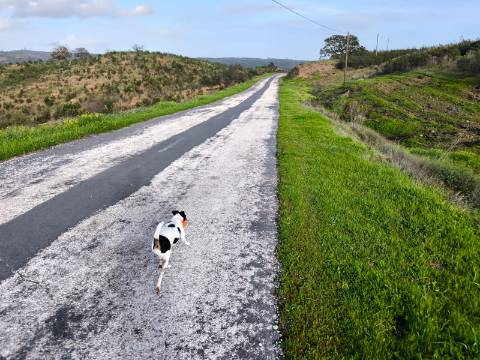 TERRENO RÚSTICO COM 10.160 M² - ACESSO POR ASFALTO - PRÓXIMO A ALDEIA DA CORTE DO GAGO EM AZINHAL - CASTRO MARIM - ALGARVE