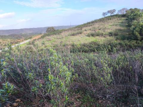 TERRENO RÚSTICO COM 10.160 M² - ACESSO POR ASFALTO - PRÓXIMO A ALDEIA DA CORTE DO GAGO EM AZINHAL - CASTRO MARIM - ALGARVE