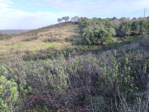 TERRENO RÚSTICO COM 10.160 M² - ACESSO POR ASFALTO - PRÓXIMO A ALDEIA DA CORTE DO GAGO EM AZINHAL - CASTRO MARIM - ALGARVE