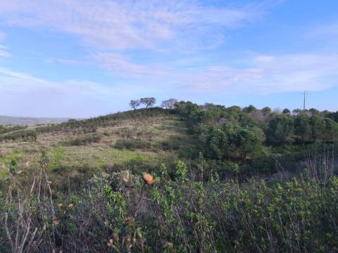 TERRENO RÚSTICO COM 10.160 M² - ACESSO POR ASFALTO - PRÓXIMO A ALDEIA DA CORTE DO GAGO EM AZINHAL - CASTRO MARIM - ALGARVE