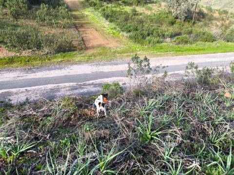 TERRENO RÚSTICO COM 10.160 M² - ACESSO POR ASFALTO - PRÓXIMO A ALDEIA DA CORTE DO GAGO EM AZINHAL - CASTRO MARIM - ALGARVE