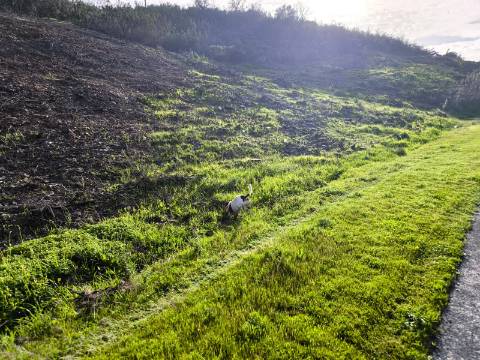 TERRENO RÚSTICO COM 10.160 M² - ACESSO POR ASFALTO - PRÓXIMO A ALDEIA DA CORTE DO GAGO EM AZINHAL - CASTRO MARIM - ALGARVE