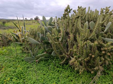 DUAS MORADIAS ISOLADAS - NUM TERRENO DE 1.823 M² - UMA PRONTA A HABITAR - OUTRA PARA REABILITAR OU DEMOLIR - NA ALDEIA DE ALCARIAS GRANDES - AZINHAL - CASTRO MARIM - ALGARVE