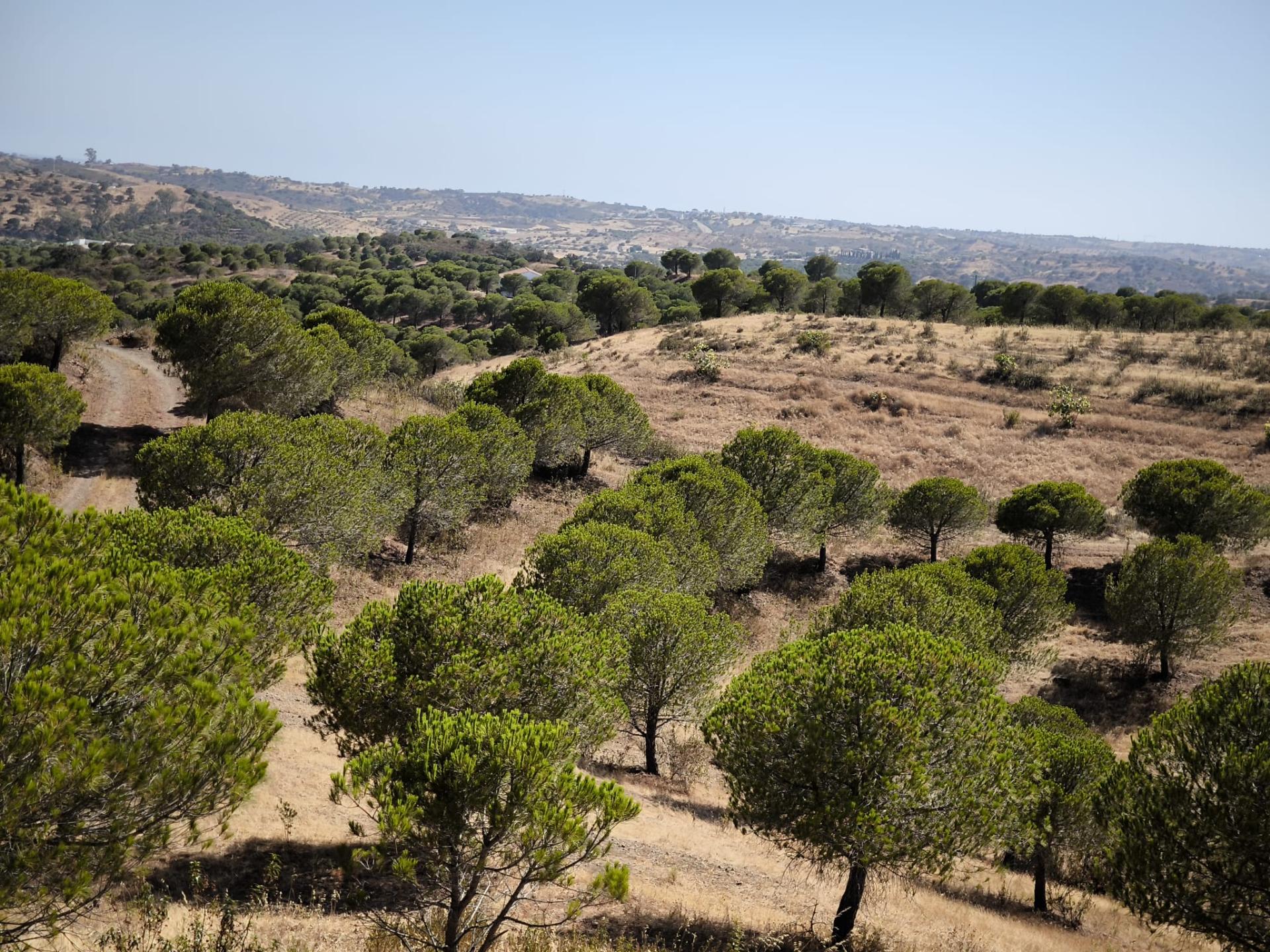 TERRENO COM 11 HECTARES - VISTA MAR - LAGO PRIVADO - EM VALE DAS ZORRAS - CASTRO MARIM - ALGARVE