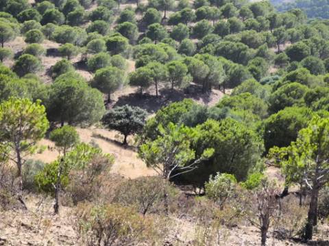 TERRENO COM 11 HECTARES - VISTA MAR - LAGO PRIVADO - EM VALE DAS ZORRAS - CASTRO MARIM - ALGARVE
