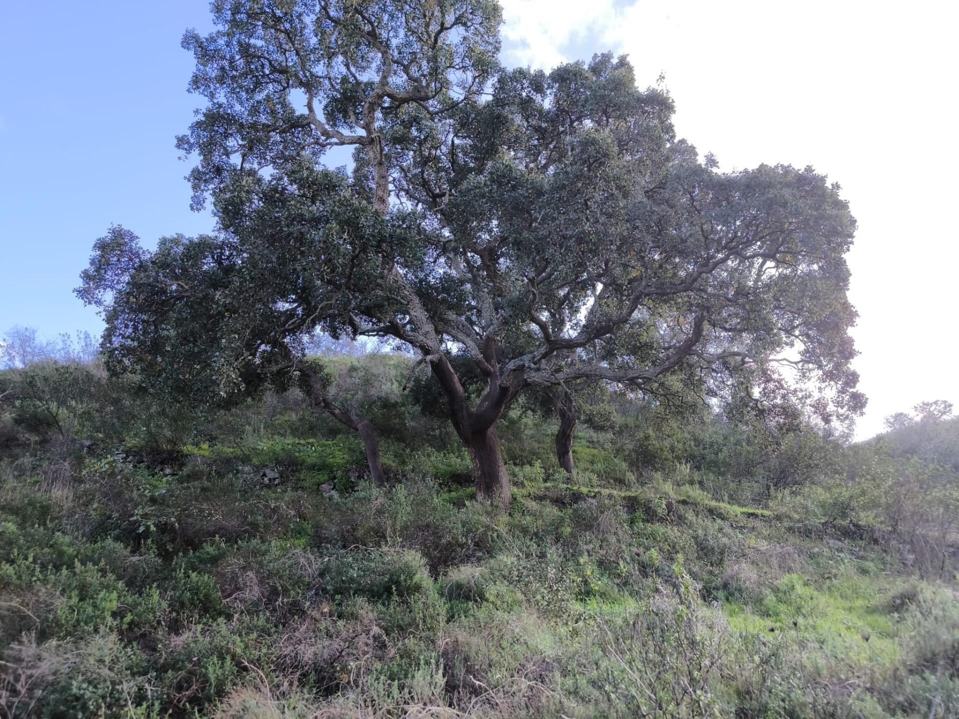 TERRENO RÚSTICO COM 29.400 M² - COM POÇO - LINHA DE ÁGUA - PARTE PLANA - PRÓXIMO A ALDEIA DA CORTE DO GAGO - AZINHAL EM CASTRO MARIM - ALGARVE