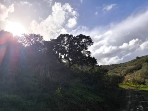 TERRENO RÚSTICO COM 29.400 M² - COM POÇO - LINHA DE ÁGUA - PARTE PLANA - PRÓXIMO A ALDEIA DA CORTE DO GAGO - AZINHAL EM CASTRO MARIM - ALGARVE