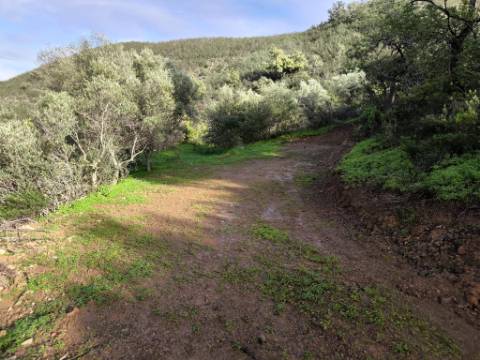 TERRENO RÚSTICO COM 29.400 M² - COM POÇO - LINHA DE ÁGUA - PARTE PLANA - PRÓXIMO A ALDEIA DA CORTE DO GAGO - AZINHAL EM CASTRO MARIM - ALGARVE