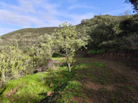 TERRENO RÚSTICO COM 29.400 M² - COM POÇO - LINHA DE ÁGUA - PARTE PLANA - PRÓXIMO A ALDEIA DA CORTE DO GAGO - AZINHAL EM CASTRO MARIM - ALGARVE