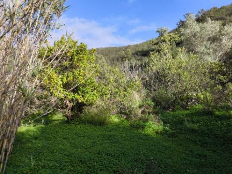 TERRENO RÚSTICO COM 29.400 M² - COM POÇO - LINHA DE ÁGUA - PARTE PLANA - PRÓXIMO A ALDEIA DA CORTE DO GAGO - AZINHAL EM CASTRO MARIM - ALGARVE