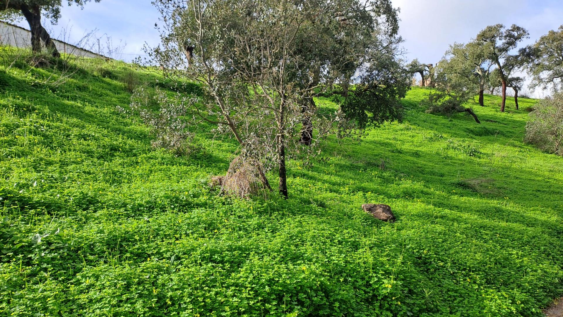 Terreno com 19990 m2 com área total de construção de 1587.62m2
