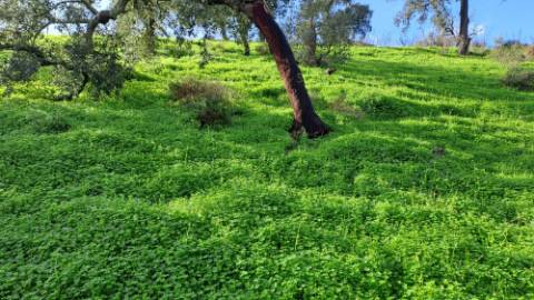 Terreno com 19990 m2 com área total de construção de 1587.62m2
