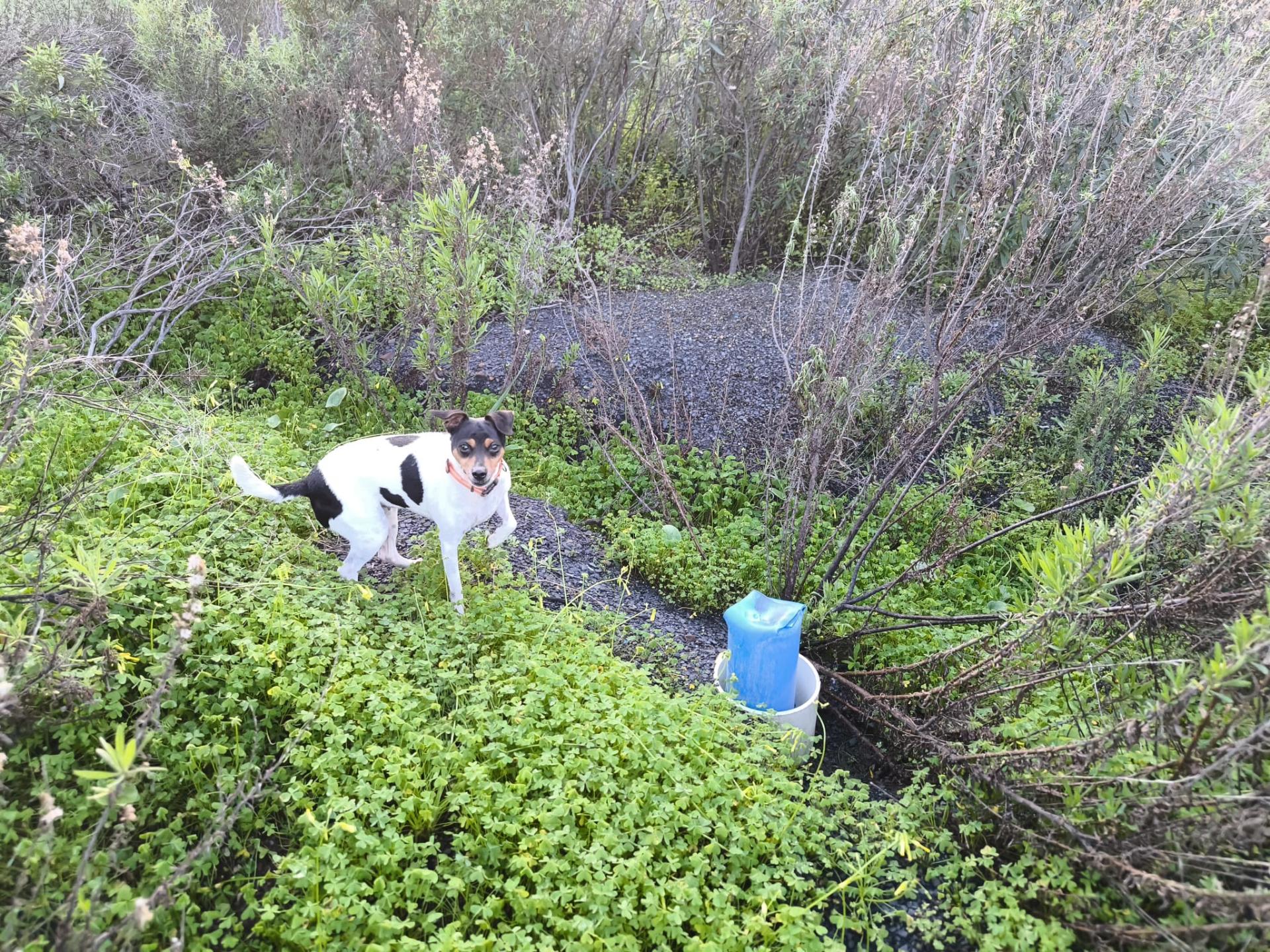 TERRENO COM 57.240 M2 - COM DOIS FUROS DE ÁGUA - PROXIMO A BARRAGEM DO BELICHE - SENTINELA - CASTRO MARIM - ALGARVE