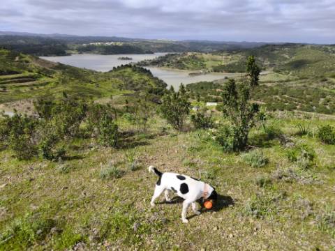 TERRENO COM 57.240 M2 - COM DOIS FUROS DE ÁGUA - PROXIMO A BARRAGEM DO BELICHE - SENTINELA - CASTRO MARIM - ALGARVE