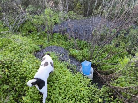 TERRENO COM 57.240 M2 - COM DOIS FUROS DE ÁGUA - PROXIMO A BARRAGEM DO BELICHE - SENTINELA - CASTRO MARIM - ALGARVE