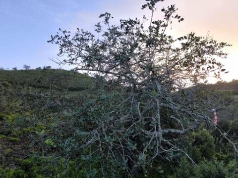 TERRENO COM 57.240 M2 - COM DOIS FUROS DE ÁGUA - PROXIMO A BARRAGEM DO BELICHE - SENTINELA - CASTRO MARIM - ALGARVE