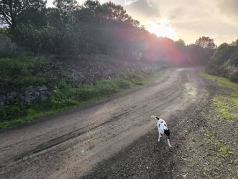 TERRENO COM 57.240 M2 - COM DOIS FUROS DE ÁGUA - PROXIMO A BARRAGEM DO BELICHE - SENTINELA - CASTRO MARIM - ALGARVE