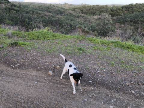TERRENO COM 57.240 M2 - COM DOIS FUROS DE ÁGUA - PROXIMO A BARRAGEM DO BELICHE - SENTINELA - CASTRO MARIM - ALGARVE