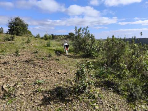 TERRENO COM 57.240 M2 - COM DOIS FUROS DE ÁGUA - PROXIMO A BARRAGEM DO BELICHE - SENTINELA - CASTRO MARIM - ALGARVE