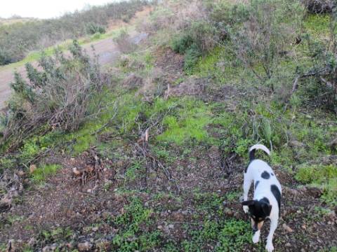TERRENO COM 57.240 M2 - COM DOIS FUROS DE ÁGUA - PROXIMO A BARRAGEM DO BELICHE - SENTINELA - CASTRO MARIM - ALGARVE
