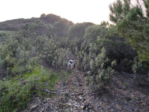 TERRENO COM 57.240 M2 - COM DOIS FUROS DE ÁGUA - PROXIMO A BARRAGEM DO BELICHE - SENTINELA - CASTRO MARIM - ALGARVE