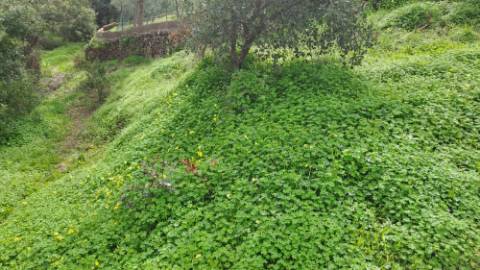 Terreno com 19990 m2 com área total de construção de 1587.62m2