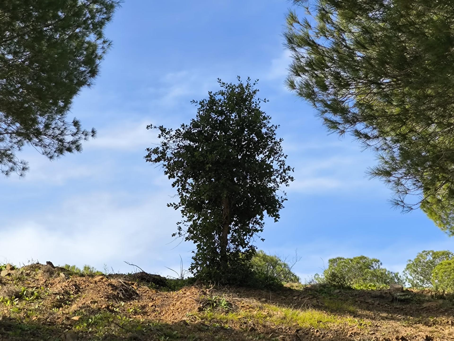 TERRENO COM 76.620 M2 - COM POSSIBILIDADE DE CONSTRUÇÃO - MORADIA E OU TURISMO - COM ÁRVORES - PRÓXMO A FOZ DE ODELEITE - CASTRO MARIM - ALGARVE