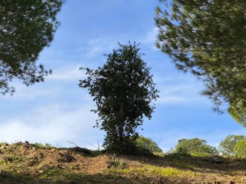 TERRENO COM 76.620 M2 - COM POSSIBILIDADE DE CONSTRUÇÃO - MORADIA E OU TURISMO - COM ÁRVORES - PRÓXMO A FOZ DE ODELEITE - CASTRO MARIM - ALGARVE