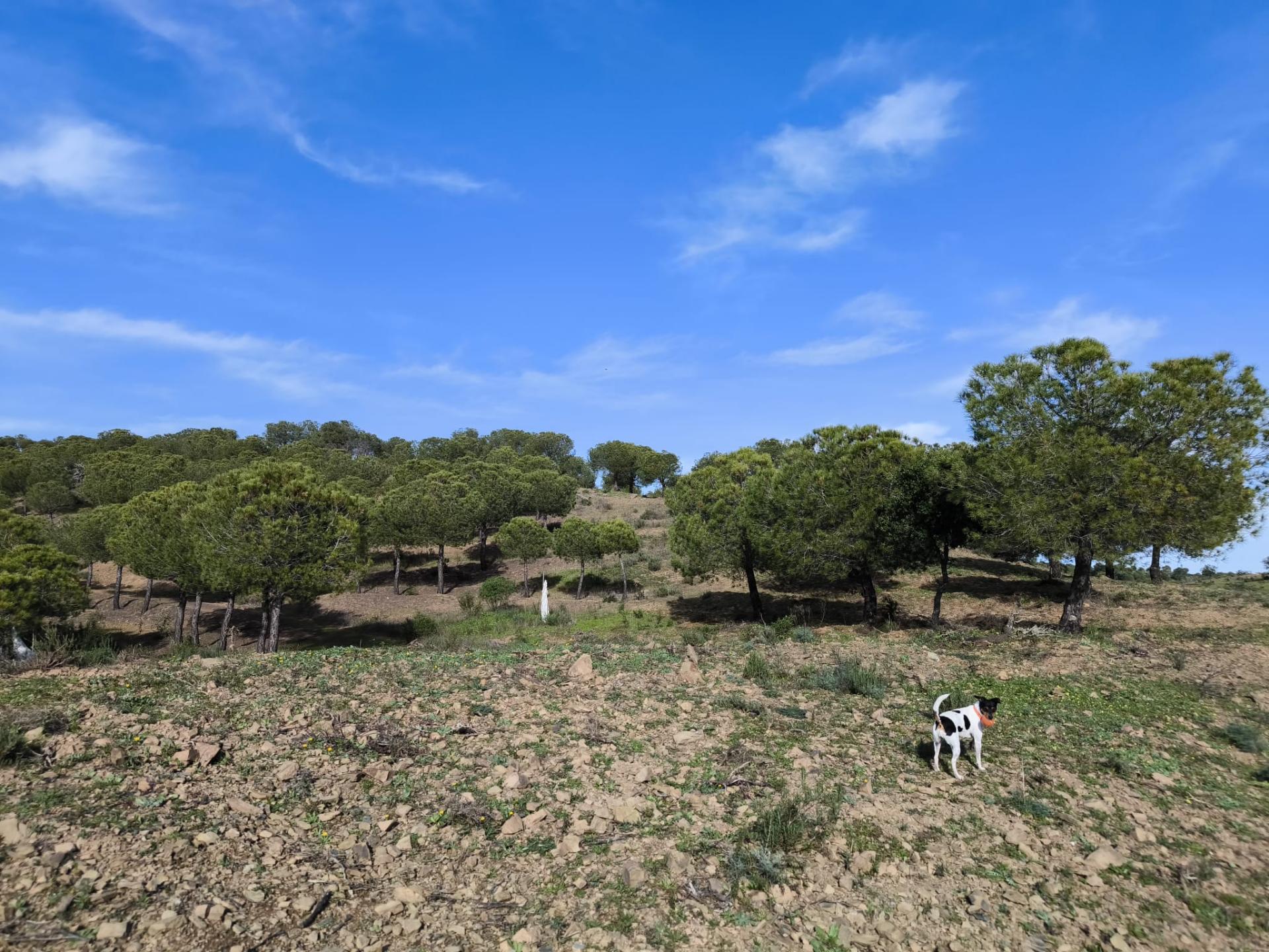 TERRENO COM 76.620 M2 - COM POSSIBILIDADE DE CONSTRUÇÃO - MORADIA E OU TURISMO - COM ÁRVORES - PRÓXMO A FOZ DE ODELEITE - CASTRO MARIM - ALGARVE