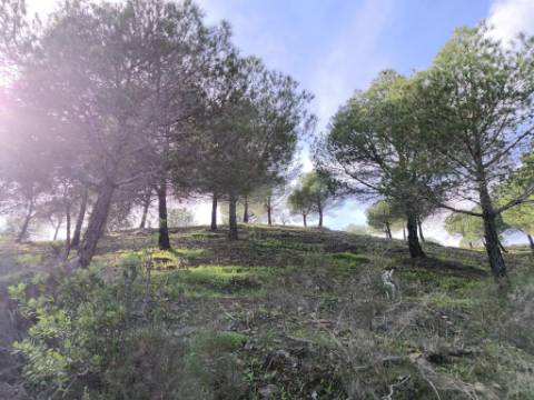 TERRENO COM 76.620 M2 - COM POSSIBILIDADE DE CONSTRUÇÃO - MORADIA E OU TURISMO - COM ÁRVORES - PRÓXMO A FOZ DE ODELEITE - CASTRO MARIM - ALGARVE