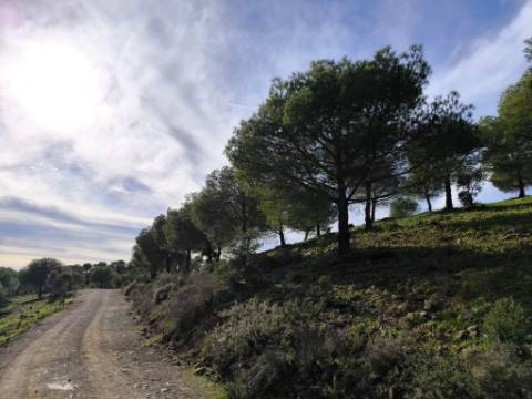 TERRENO COM 76.620 M2 - COM POSSIBILIDADE DE CONSTRUÇÃO - MORADIA E OU TURISMO - COM ÁRVORES - PRÓXMO A FOZ DE ODELEITE - CASTRO MARIM - ALGARVE