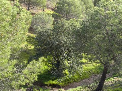 TERRENO COM 76.620 M2 - COM POSSIBILIDADE DE CONSTRUÇÃO - MORADIA E OU TURISMO - COM ÁRVORES - PRÓXMO A FOZ DE ODELEITE - CASTRO MARIM - ALGARVE