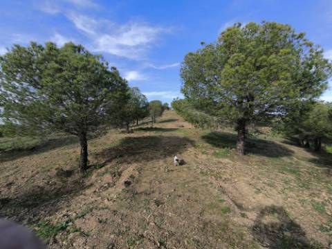 TERRENO COM 76.620 M2 - COM POSSIBILIDADE DE CONSTRUÇÃO - MORADIA E OU TURISMO - COM ÁRVORES - PRÓXMO A FOZ DE ODELEITE - CASTRO MARIM - ALGARVE