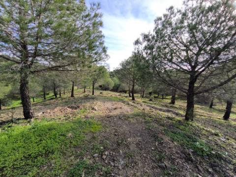 TERRENO COM 76.620 M2 - COM POSSIBILIDADE DE CONSTRUÇÃO - MORADIA E OU TURISMO - COM ÁRVORES - PRÓXMO A FOZ DE ODELEITE - CASTRO MARIM - ALGARVE