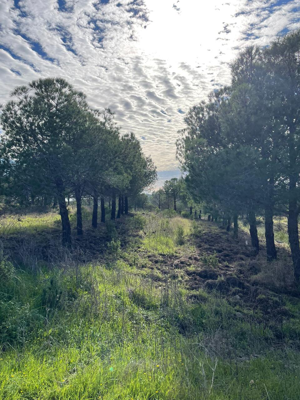 TERRENO RUSTICO COM 23.320 M2 - COM MUITAS ÁRVORES - ACESSO POR ASFALTO - PRÓXIMO A CORTE VELHA - ODELEITE - CASTRO MARIM - ALGARVE