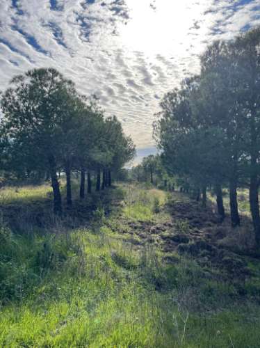 TERRENO RUSTICO COM 23.320 M2 - COM MUITAS ÁRVORES - ACESSO POR ASFALTO - PRÓXIMO A CORTE VELHA - ODELEITE - CASTRO MARIM - ALGARVE