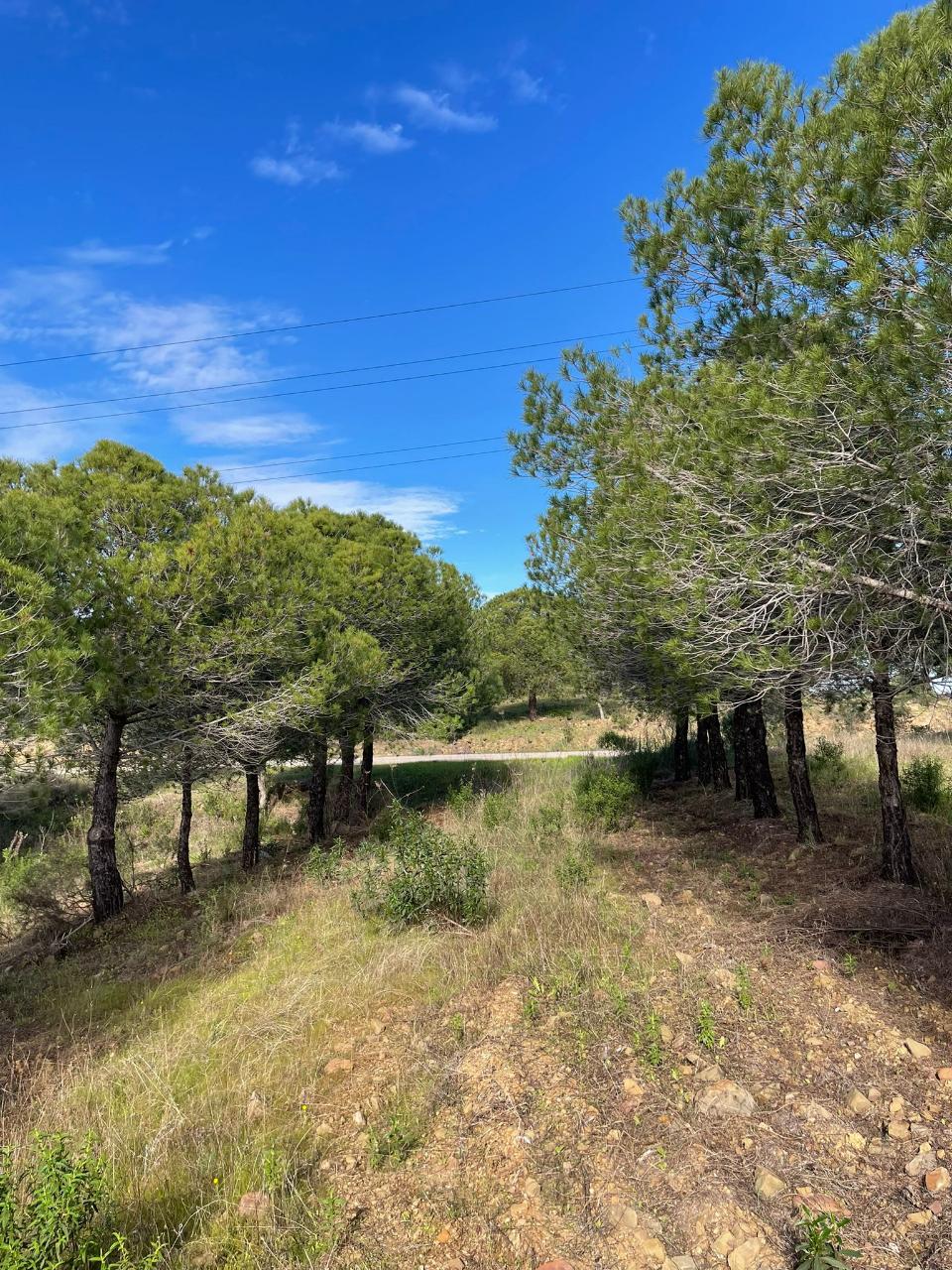 TERRENO RUSTICO COM 23.320 M2 - COM MUITAS ÁRVORES - ACESSO POR ASFALTO - PRÓXIMO A CORTE VELHA - ODELEITE - CASTRO MARIM - ALGARVE